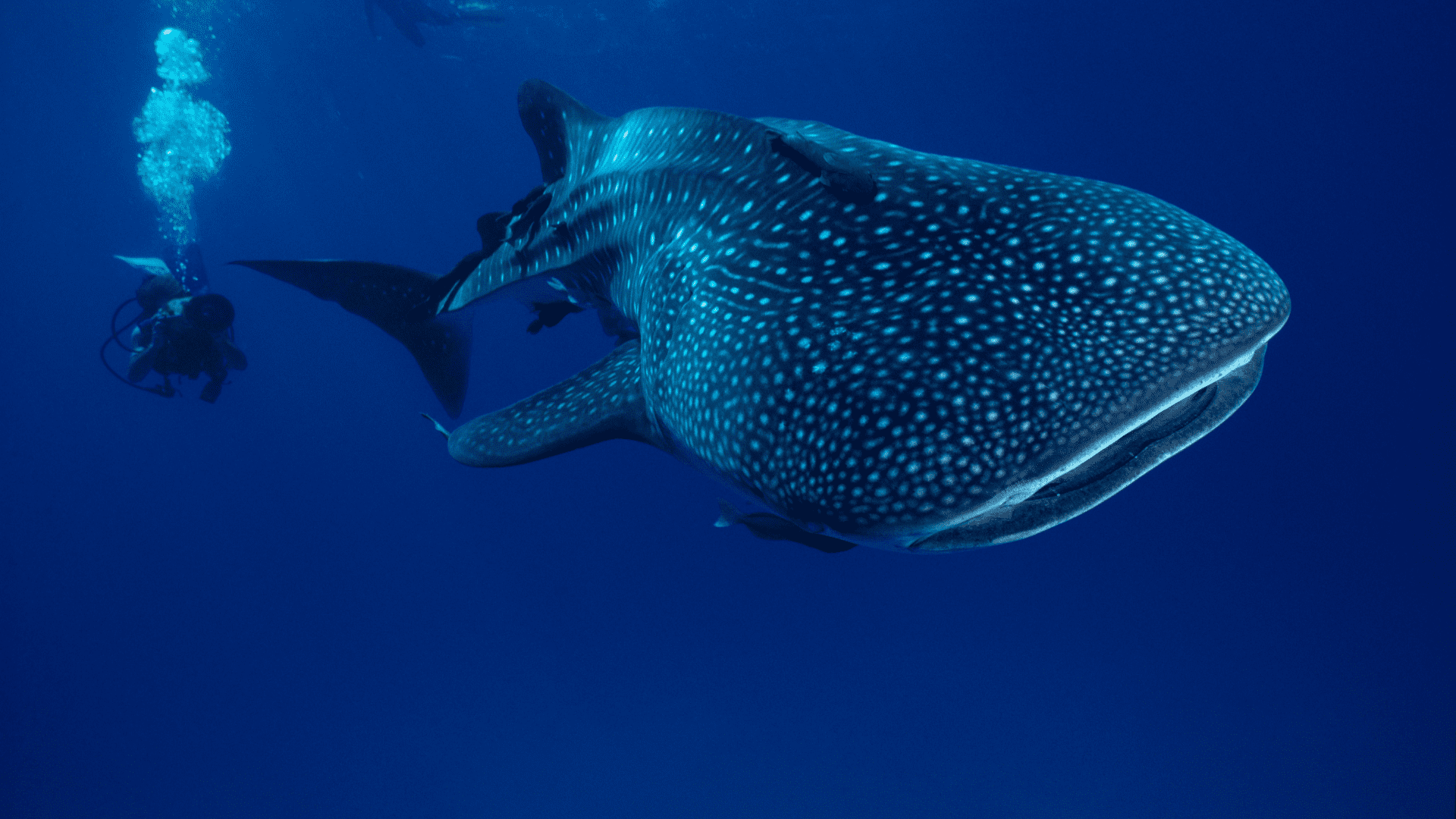 Maldive Whale Shark