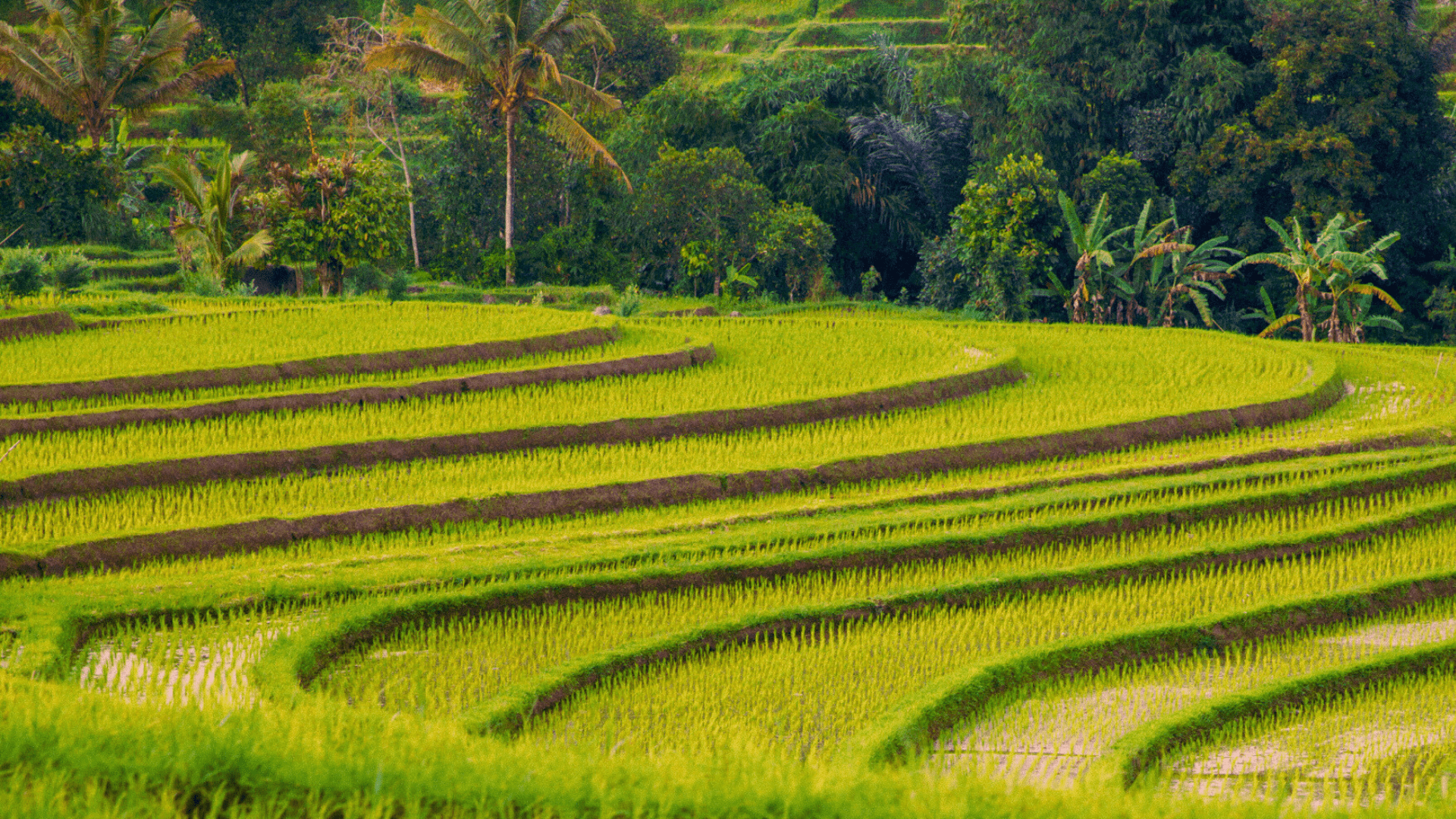 Indonesia