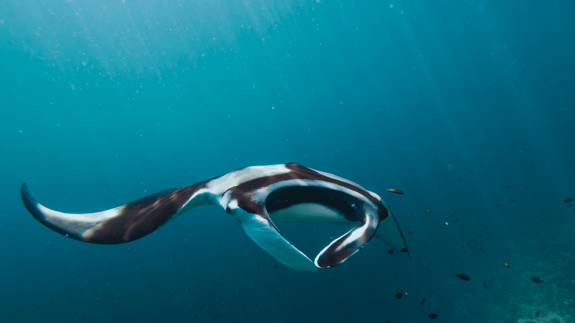 Maldive Manta